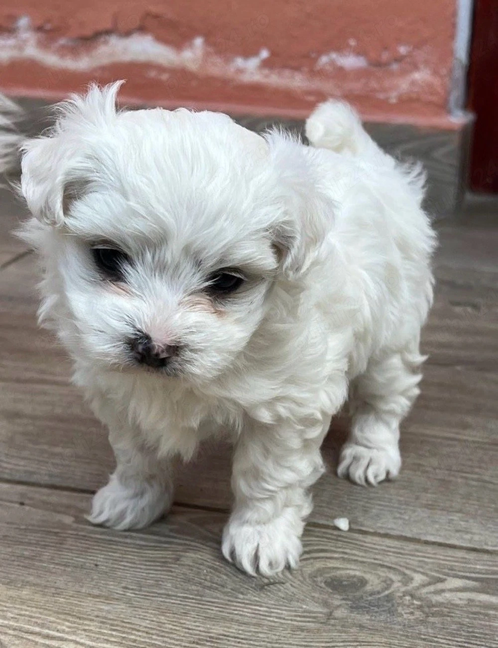 Bichon maltez mini toy 