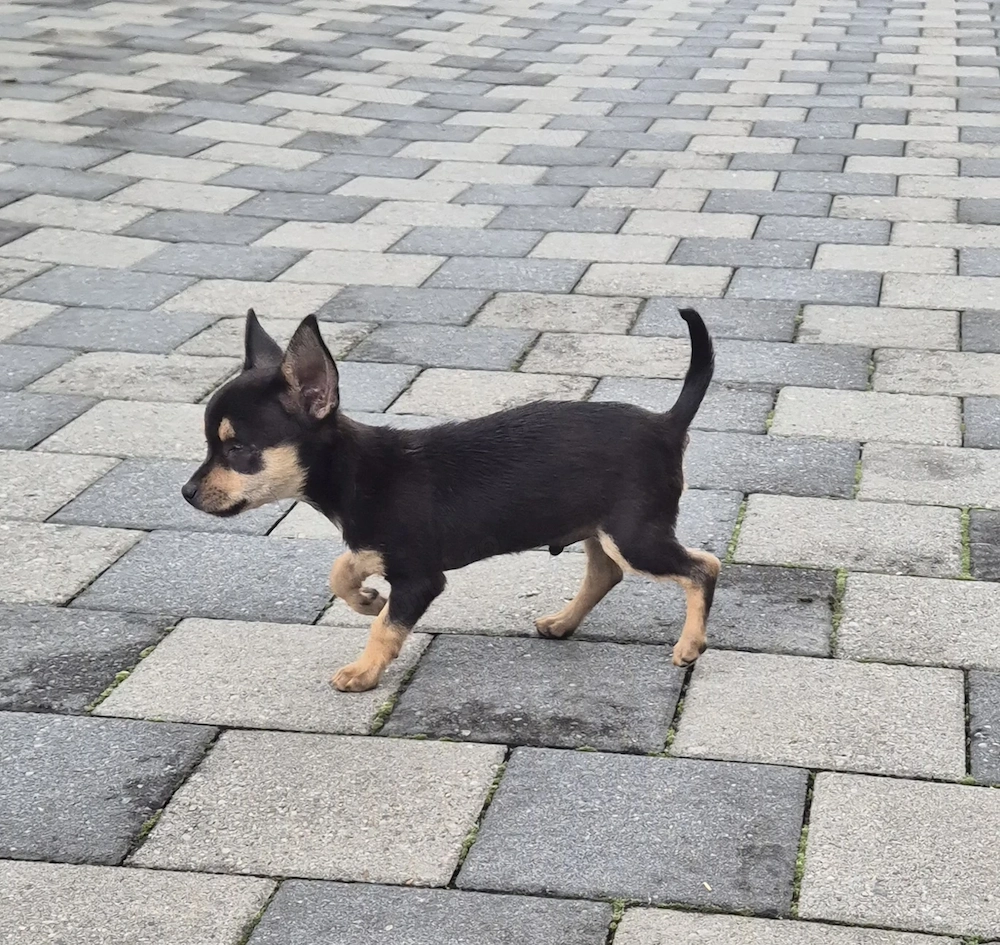 Donez baietel Chihuahua, puiul s a născut orb 