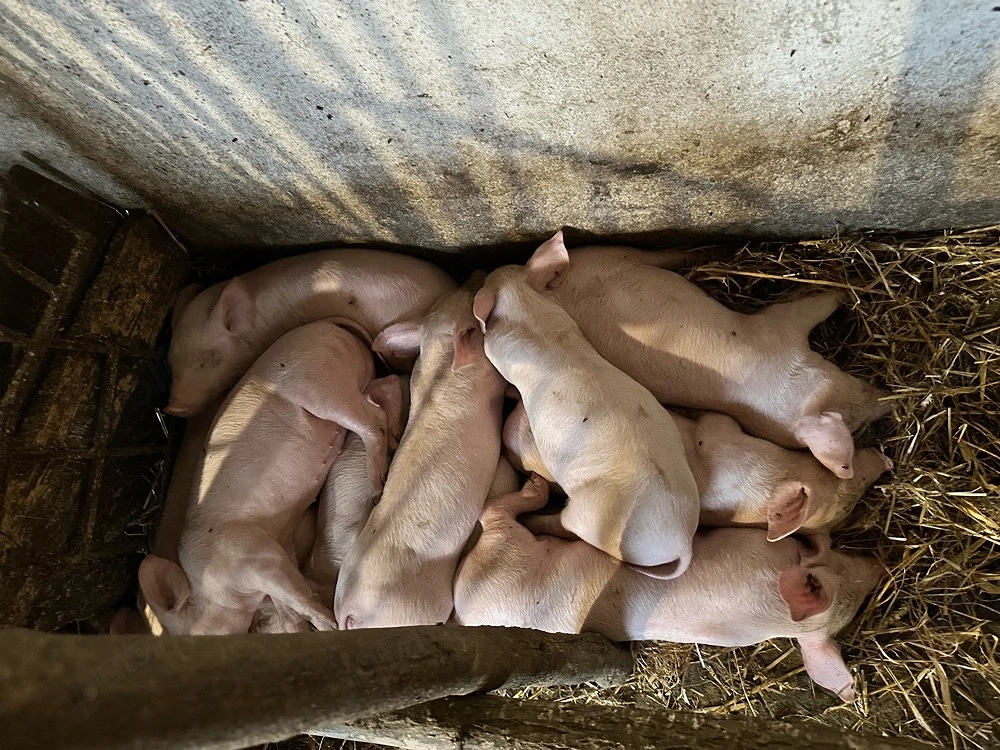 Vand purcei de 7 saptamani, rasa pig, pretul 300 de lei bucata.Cantitate: 11 purcei.