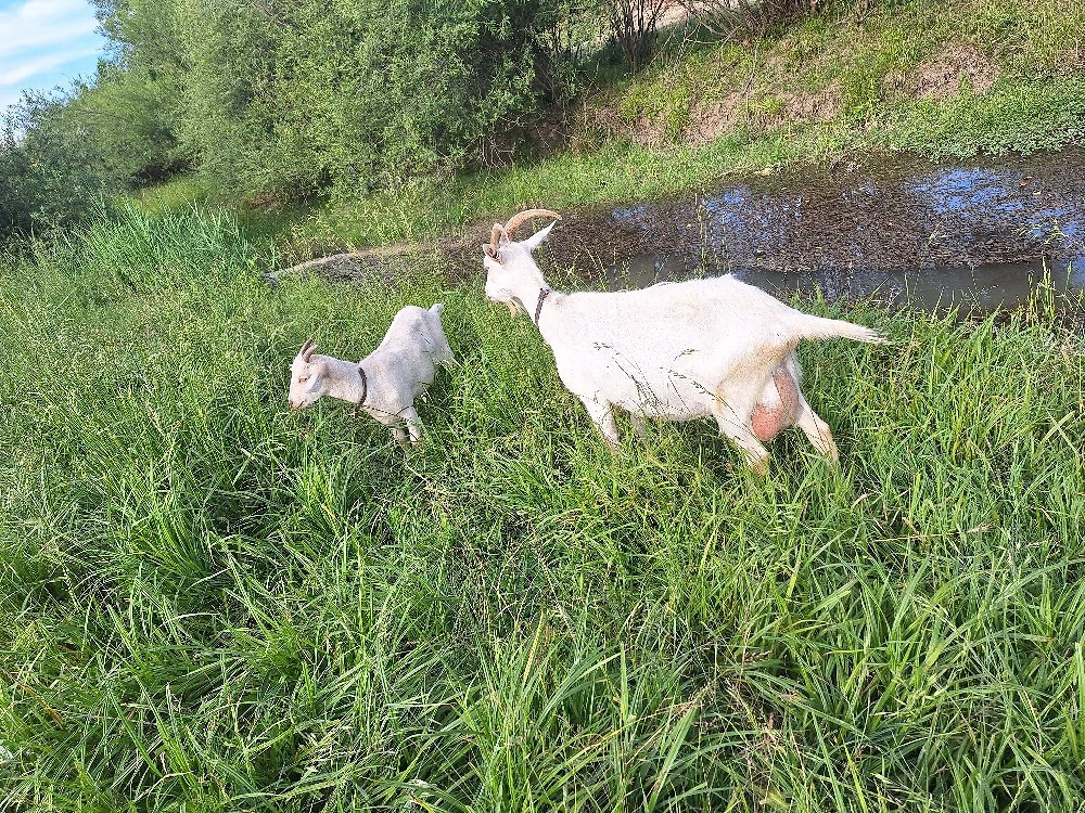 vand capra sasen cu 2 iedute 