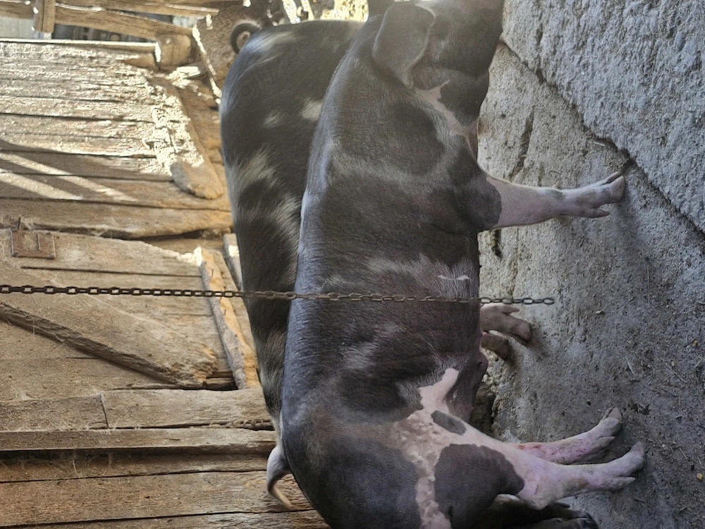 Șoldani mari disponibili