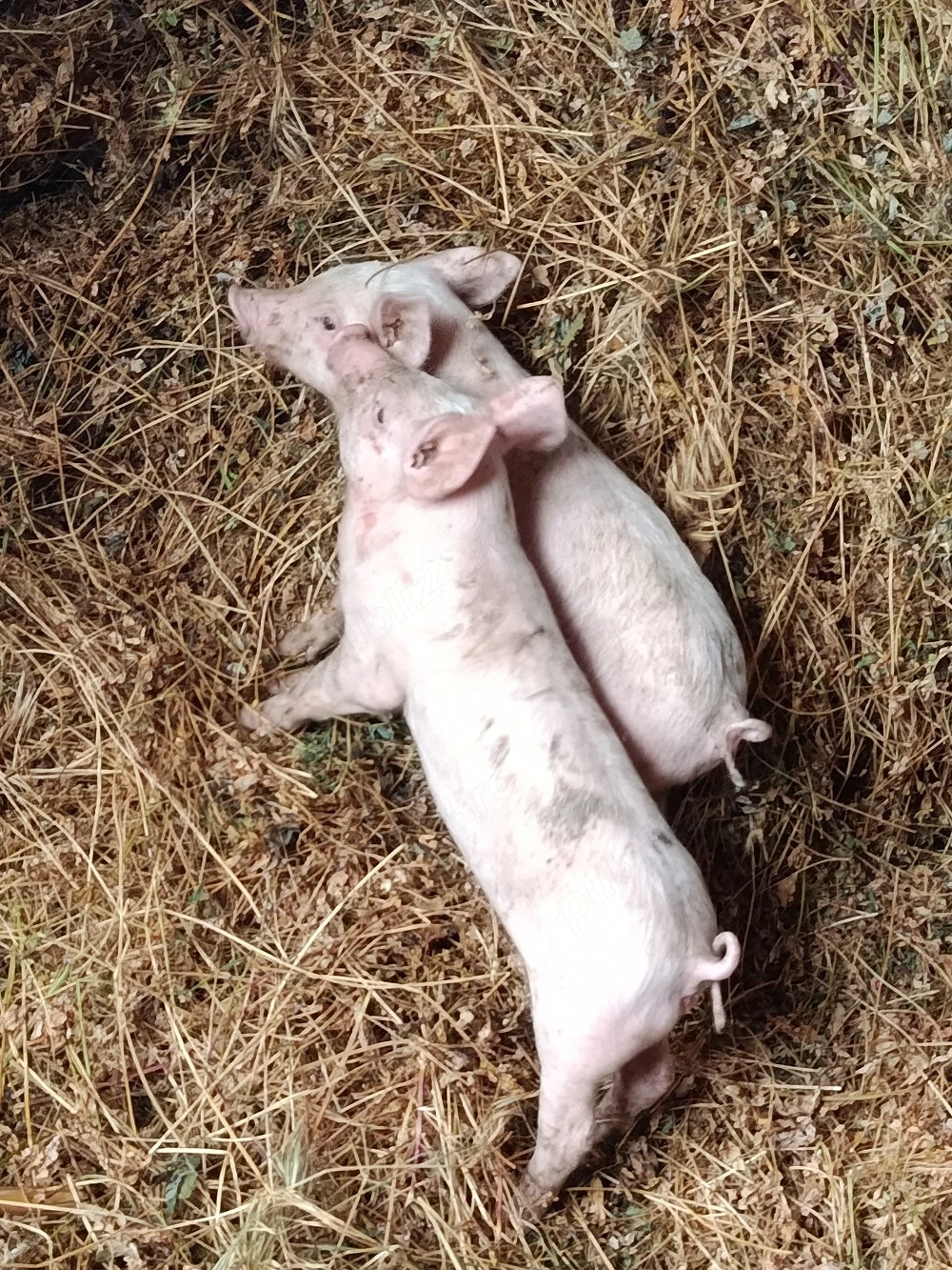 purcei de vanzare