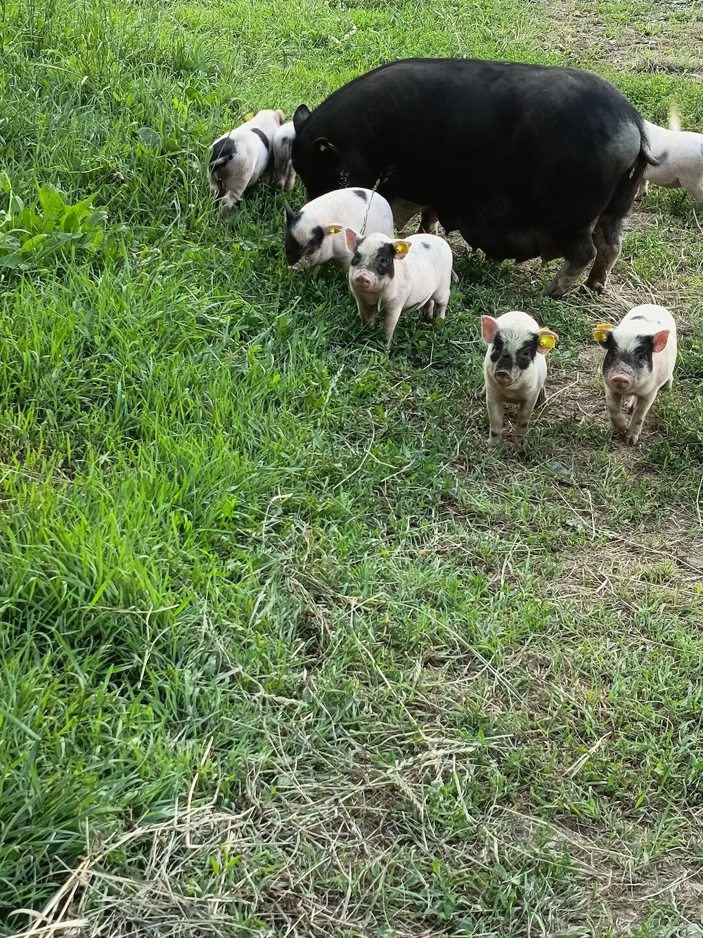 Porci vietnamezi 