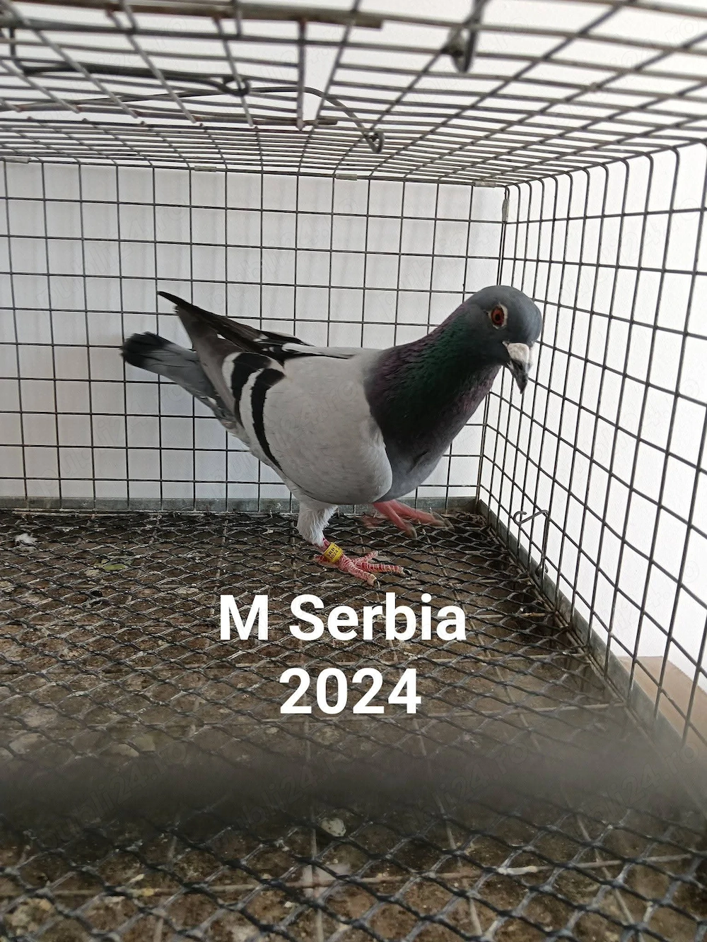 Voiajori străini 