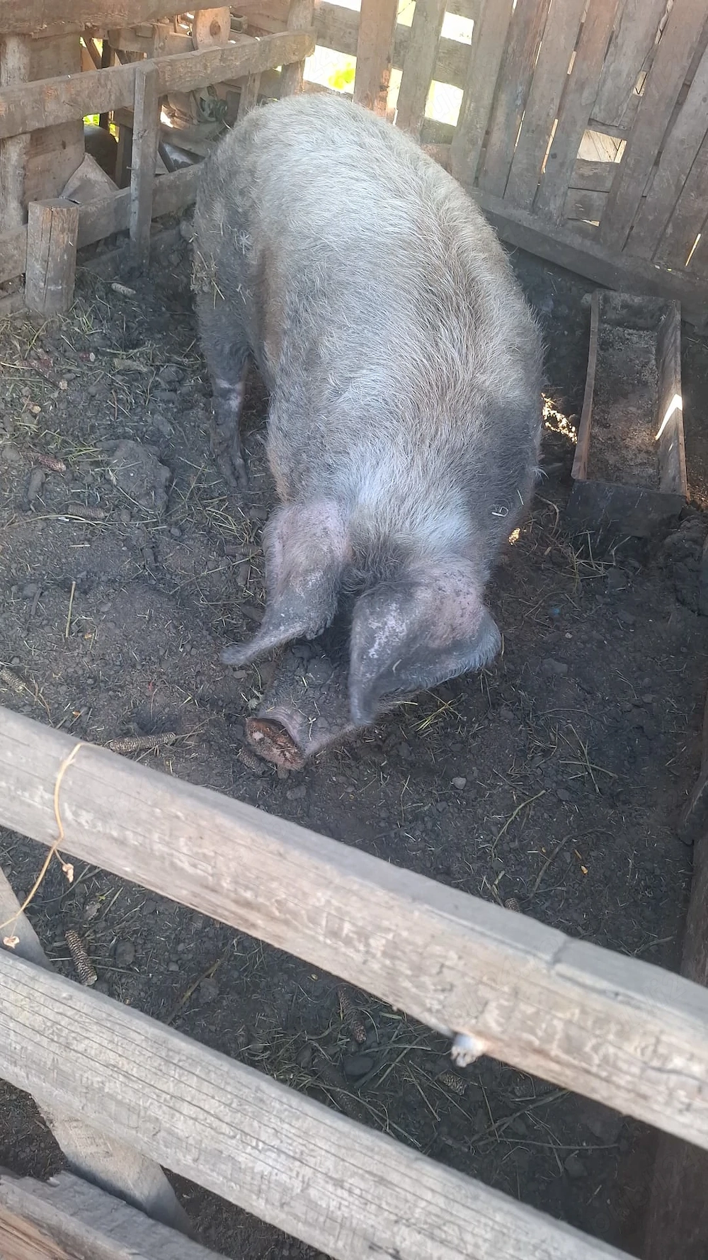 Vand porc pentru sacrificat