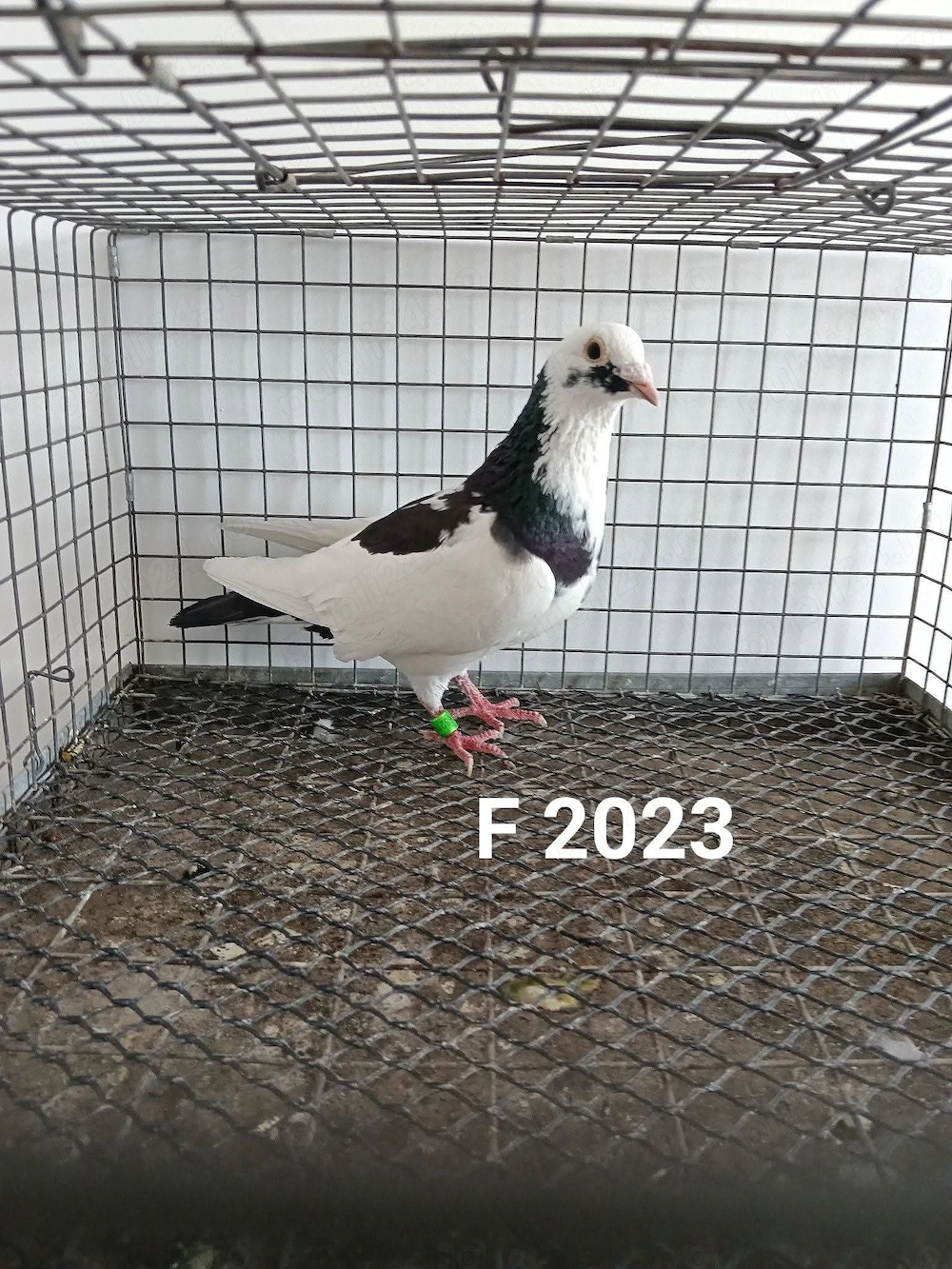 Porumbei voiajori 