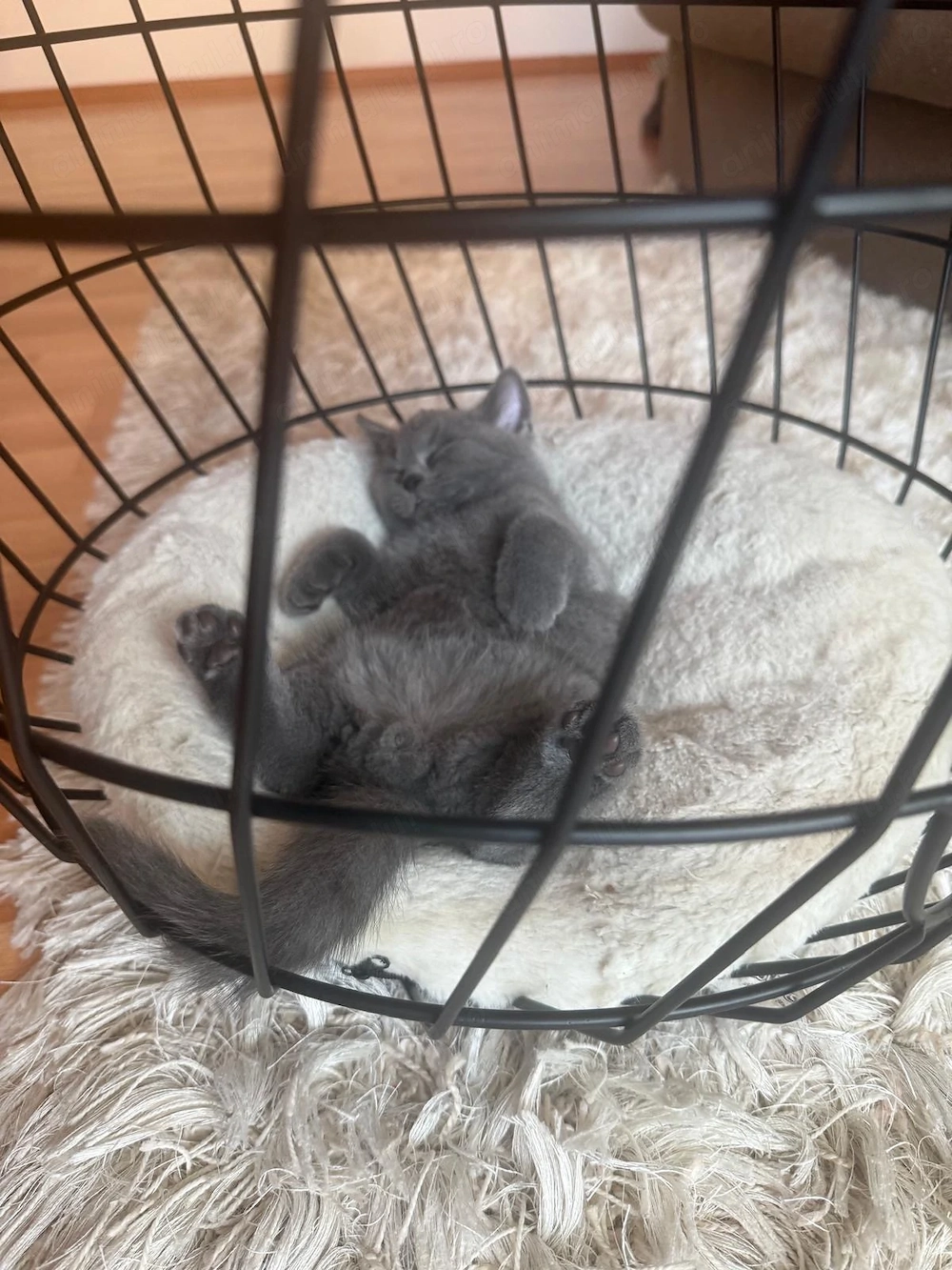 Doi băieți british Shorthair 