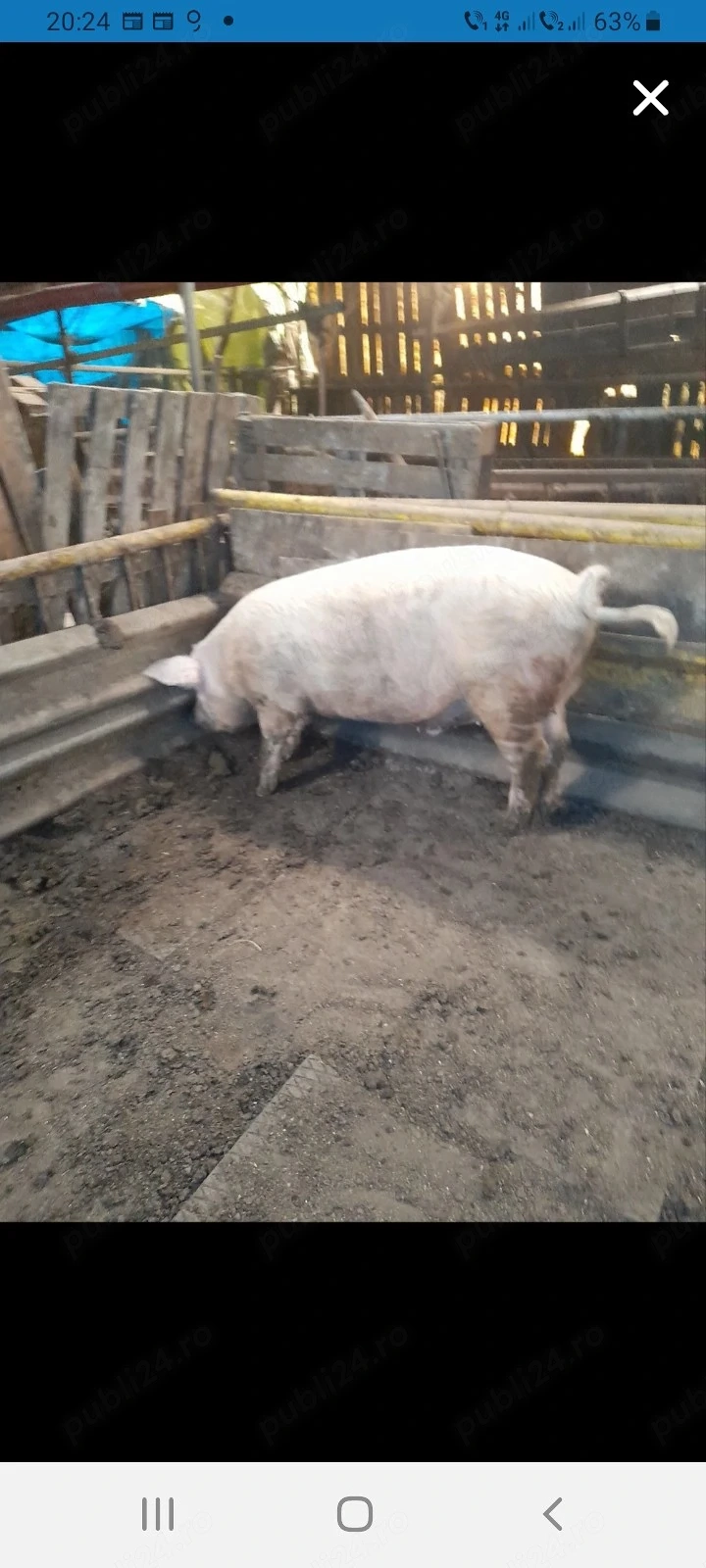 vând porc numai bun de tăiat putem negocia 