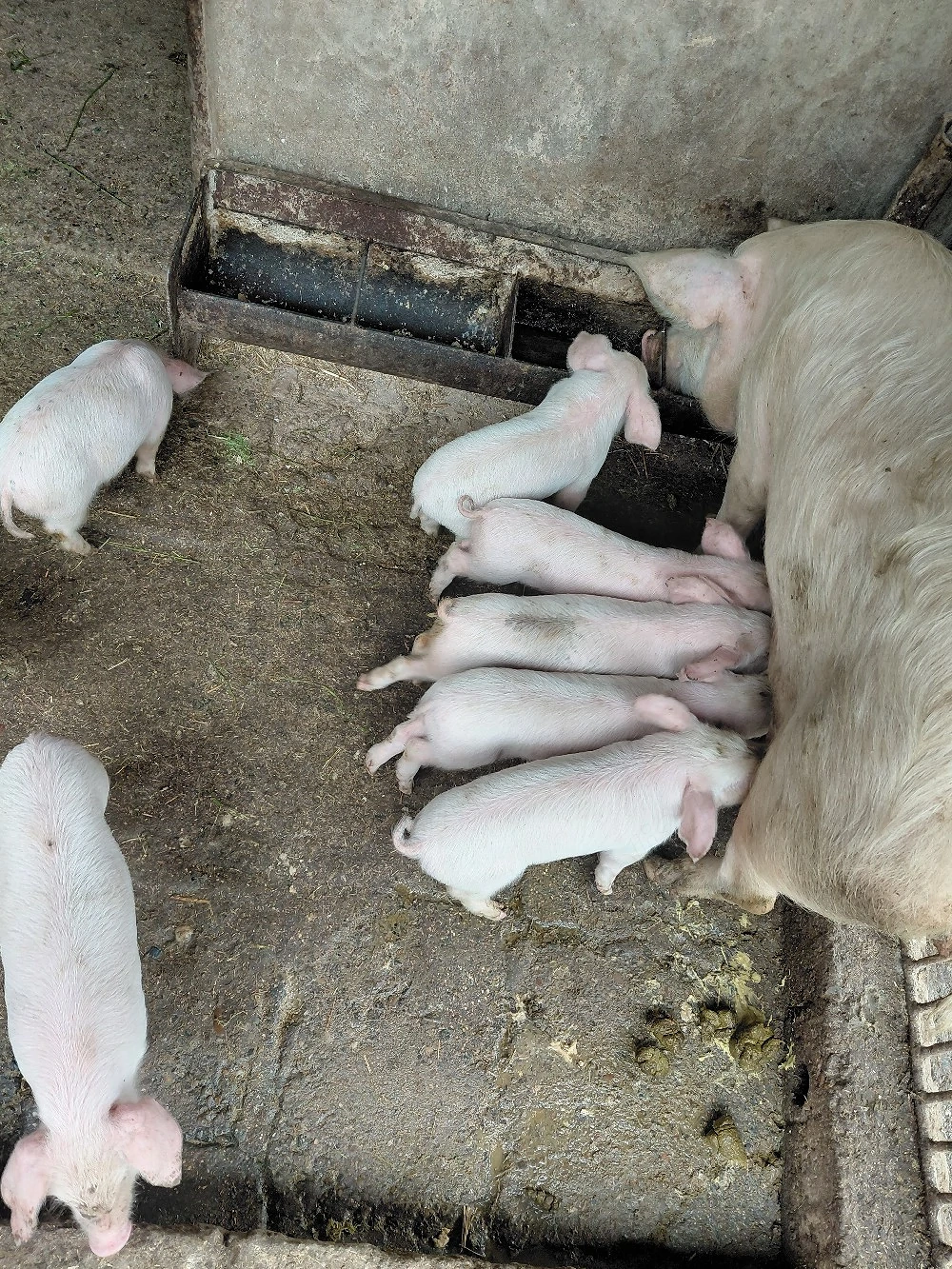 Vand Purcei înțărcați!