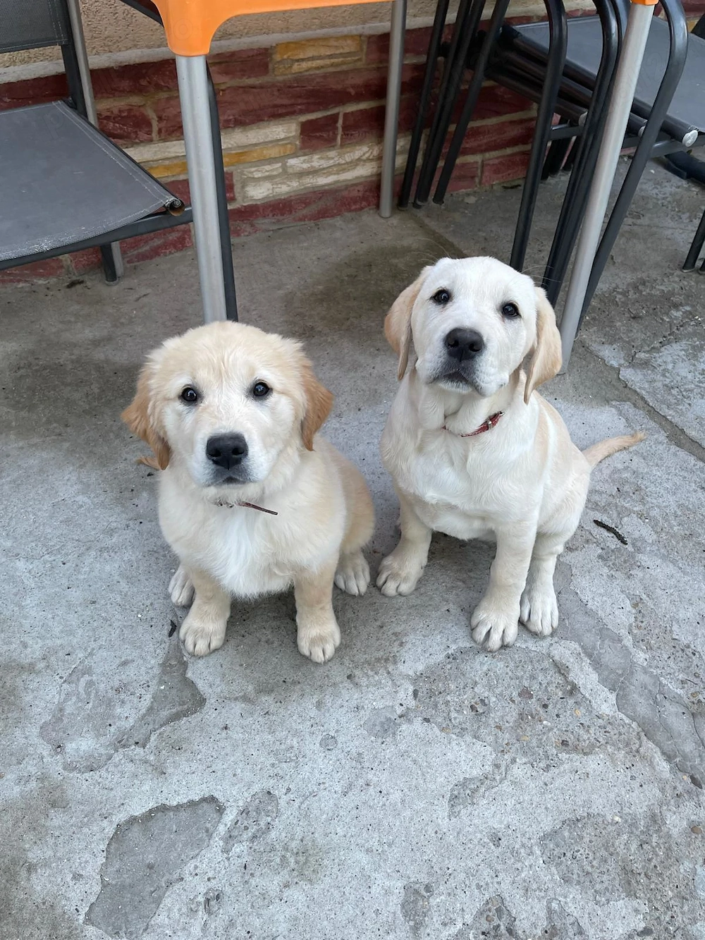 Pui Labrador Retriever