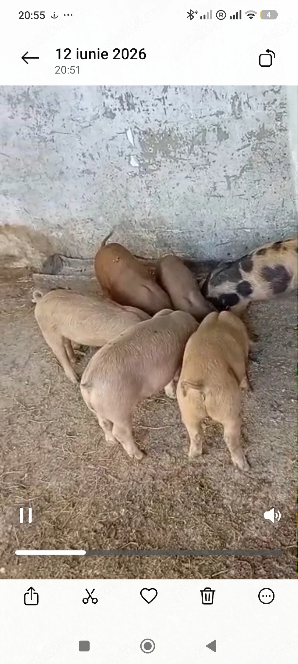 Porci de vanzare