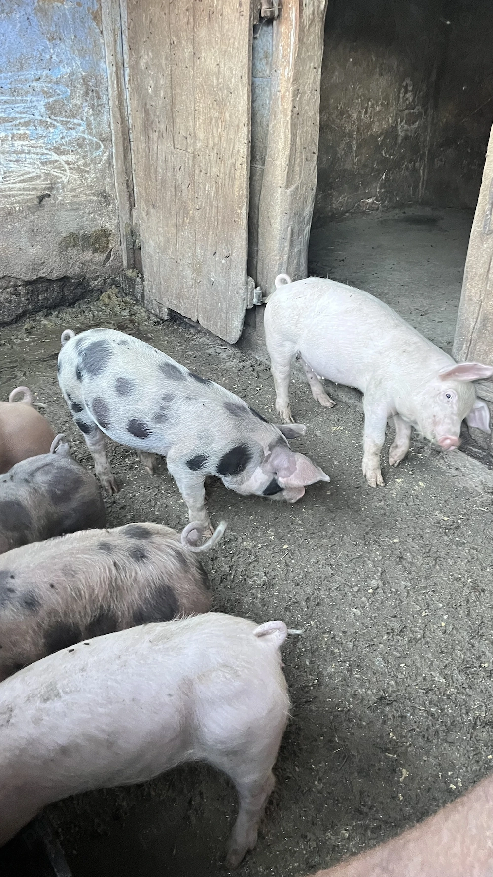 Vând 10 bucăți de purcei de 30 kg ( Duroc cu landrace)