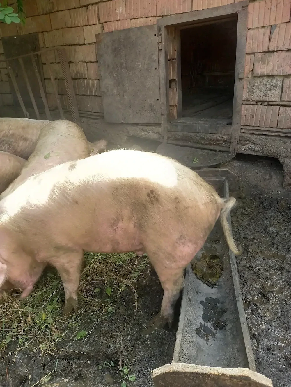 vand 2 porci 
