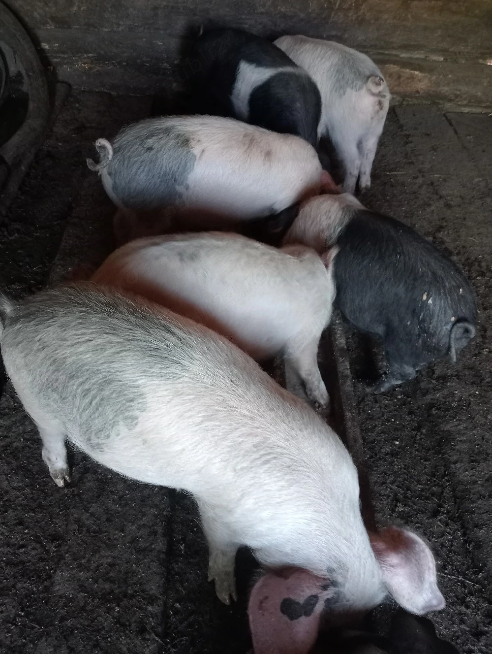 Purceii de vânzare 