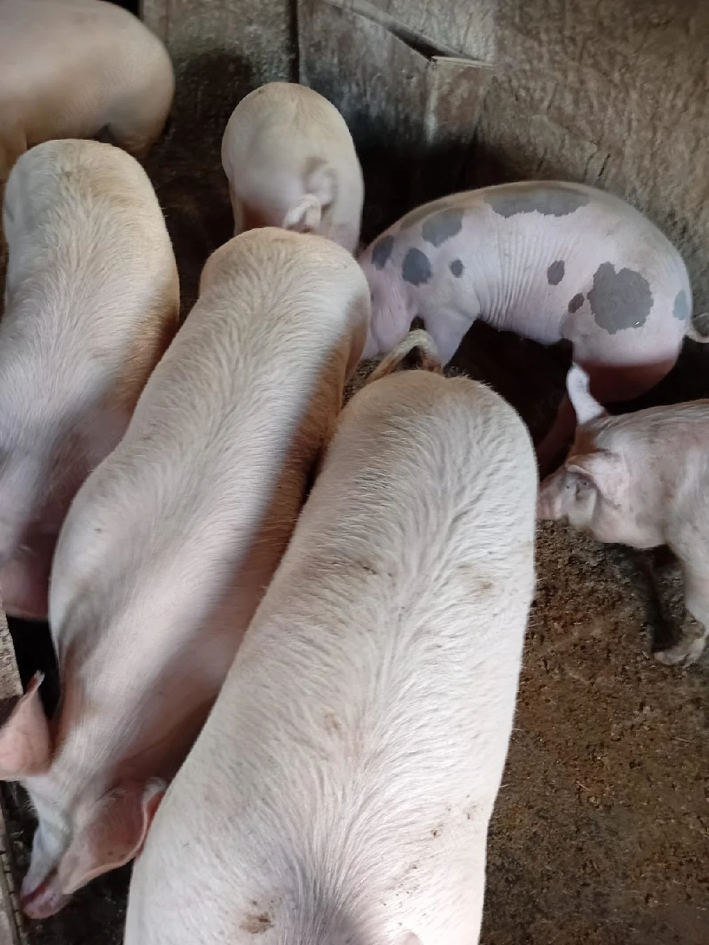 porci de vânzare 
