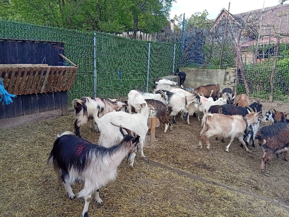Capre tinere de vînzare cu lapte și iezii lîngă ele 