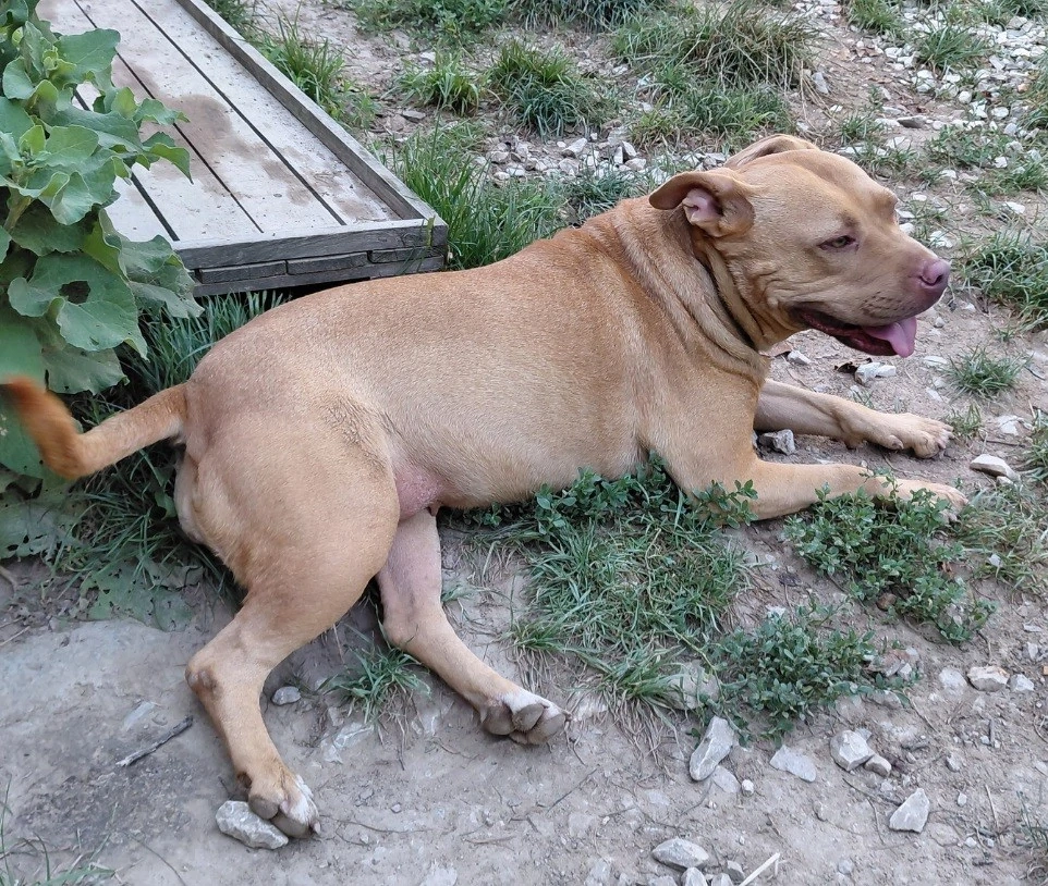 DONAȚIE metis Amstaff
