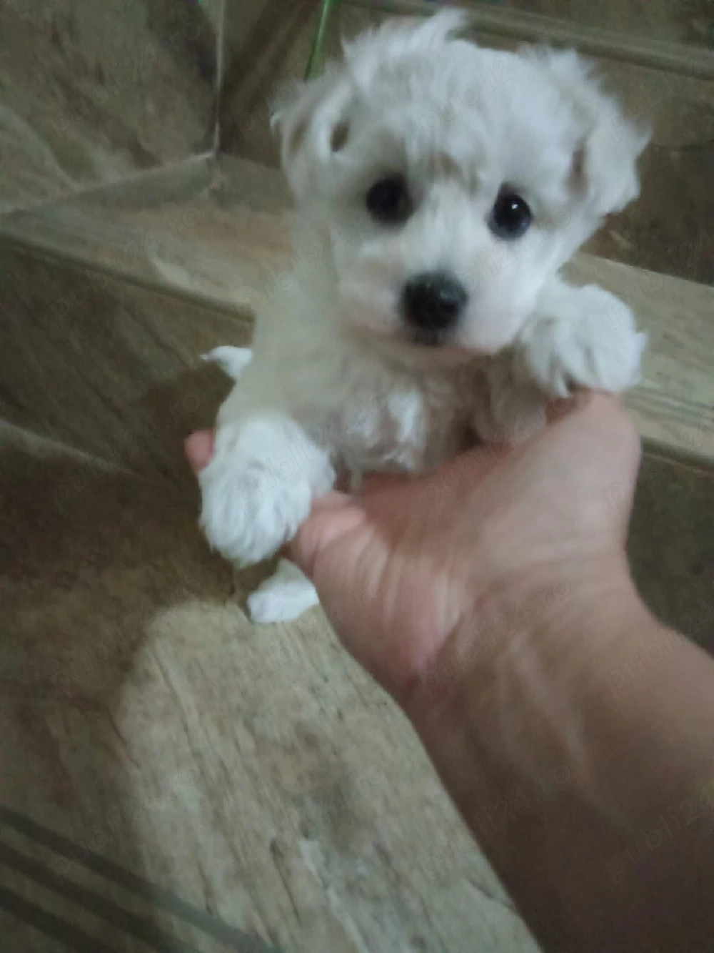 Vând bichon maltez 