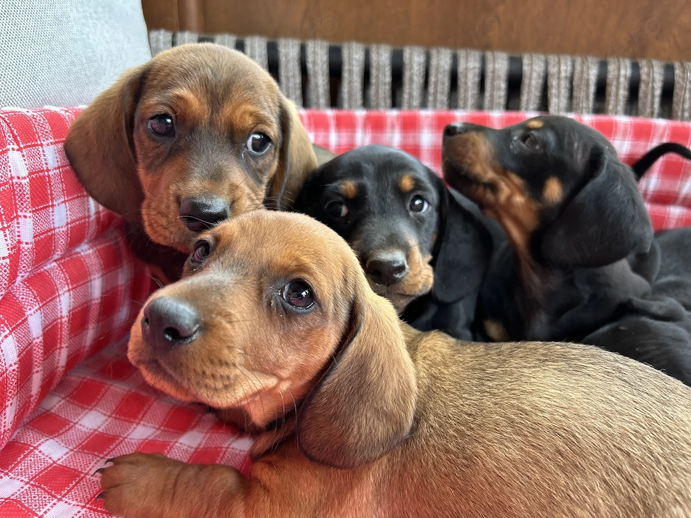 Căței Teckel Dachshund de vânzare 