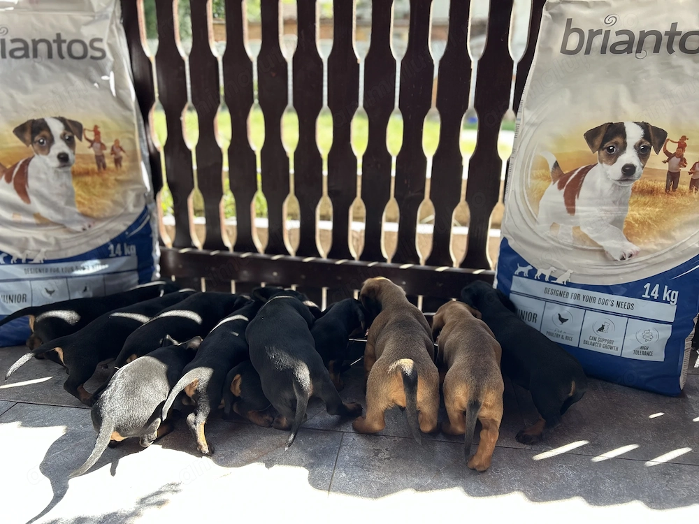 Cățeluși Teckel Dachshund de vânzare 