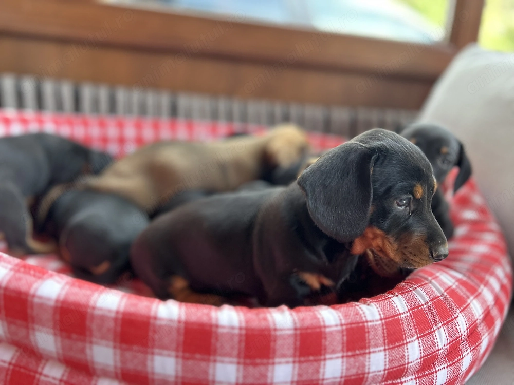Pui Teckel Dachshund de vânzare 