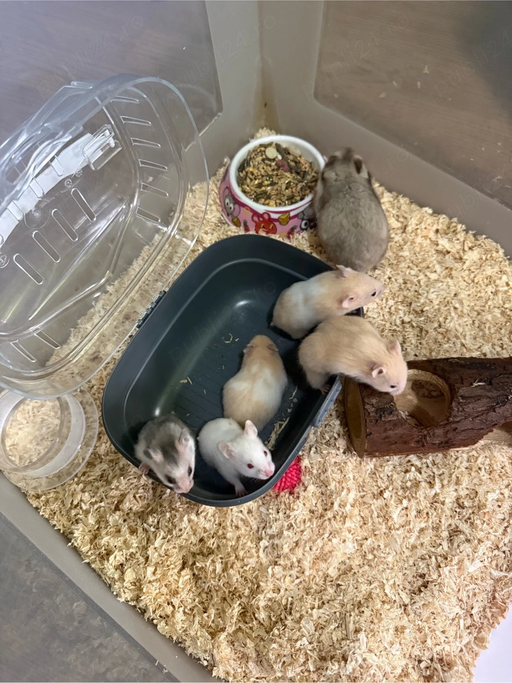 hamsteri de vanzare
