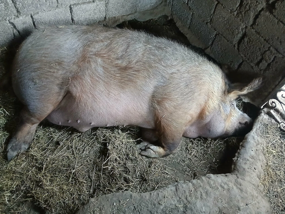 vand porc 