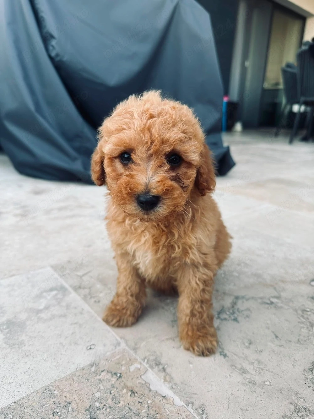 Suntem doi puiuti de poodle care isi cauta o familie!!