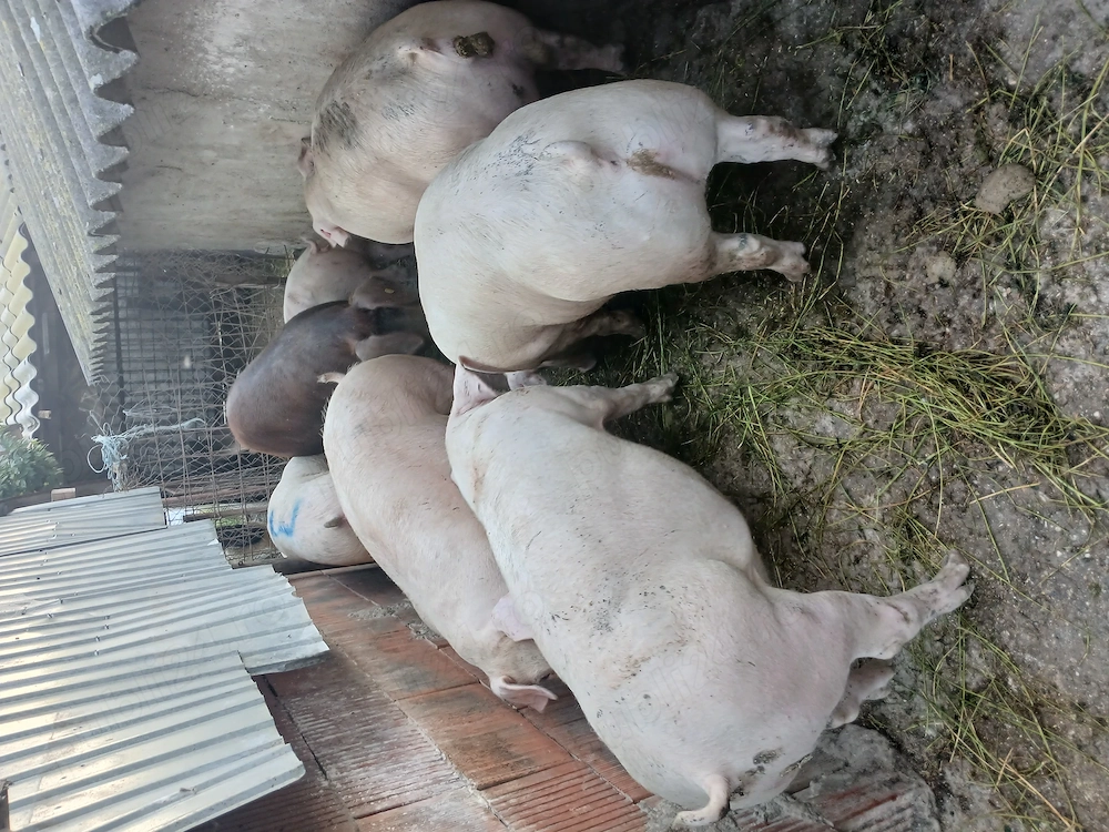 Porci 120 130kg la 12 leikg