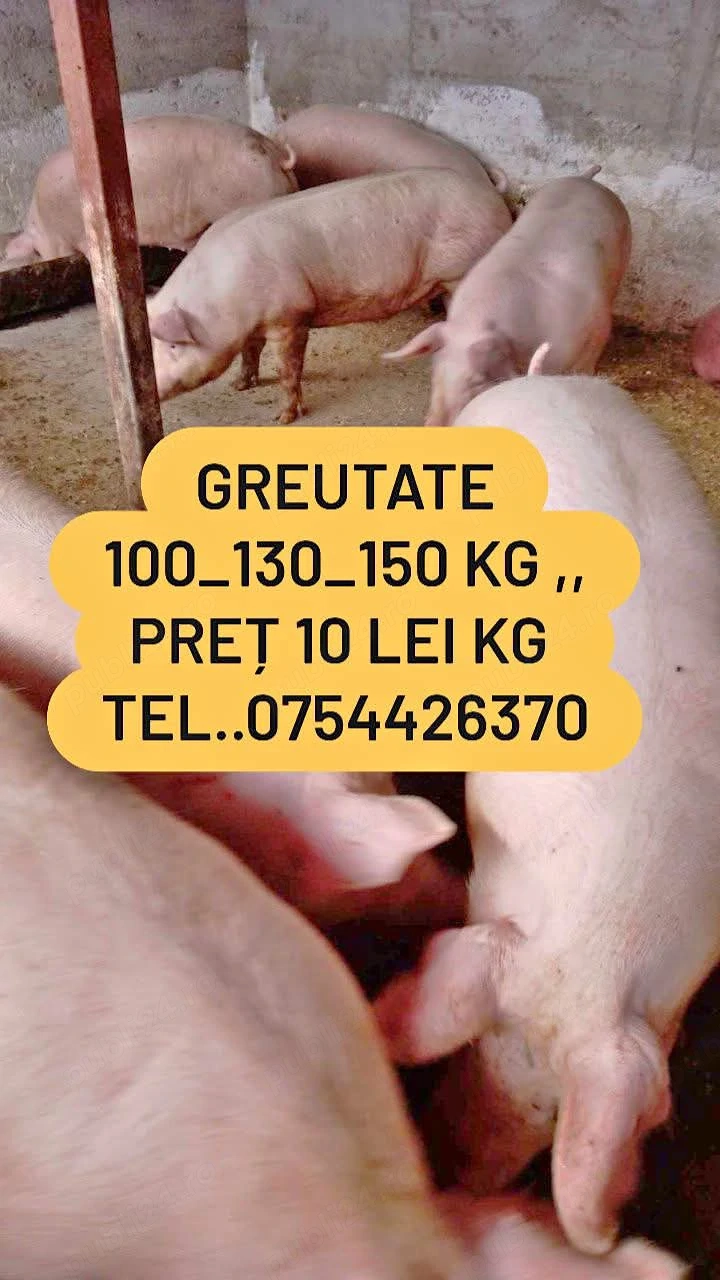 porci mari de carne 