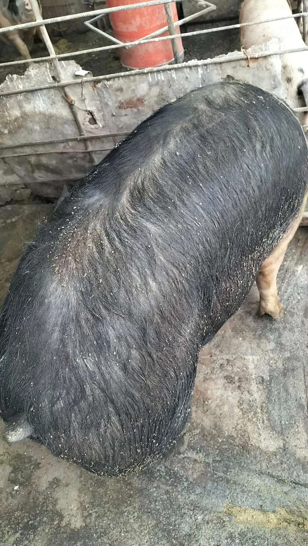 Porci de vanzare
