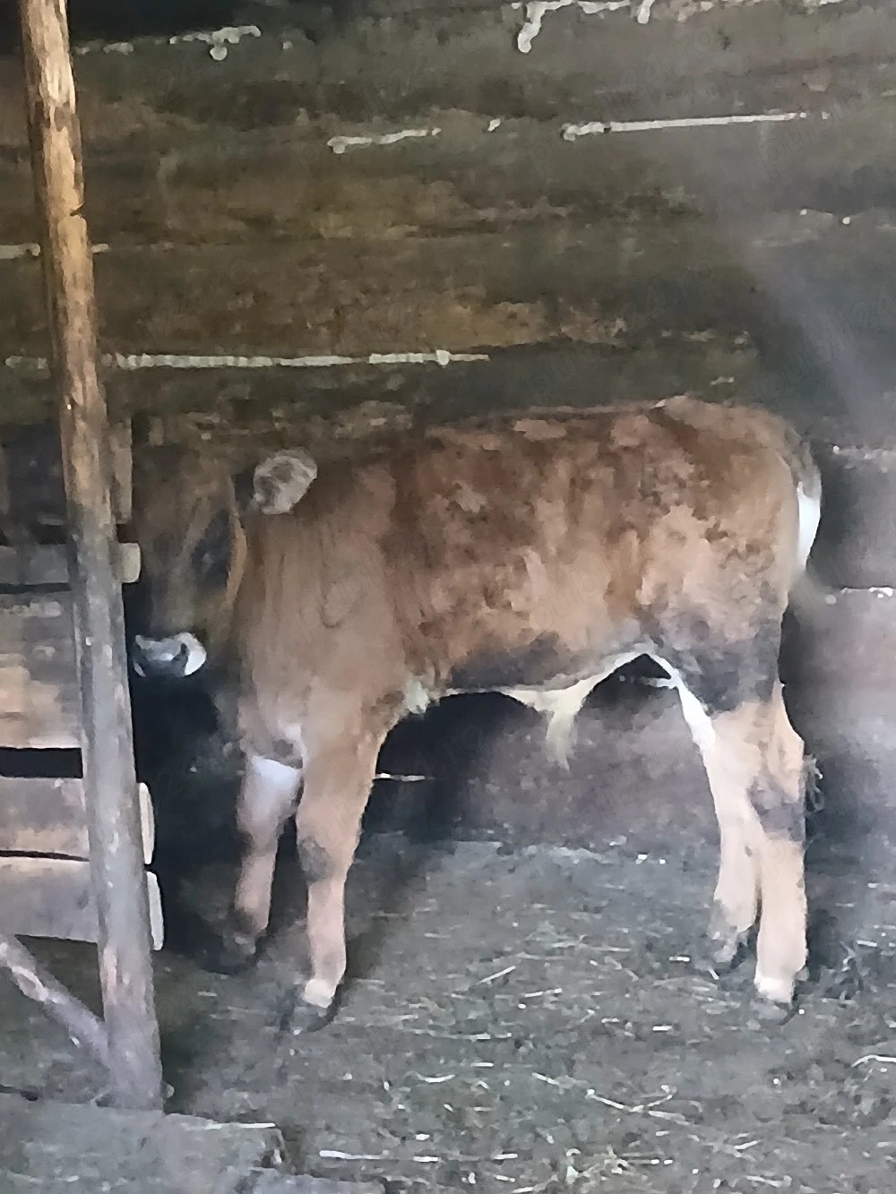 viței de vânzare 