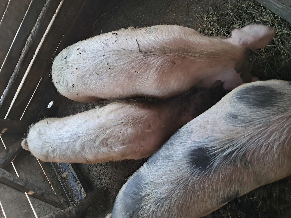 Vand porci 15 lei kg
