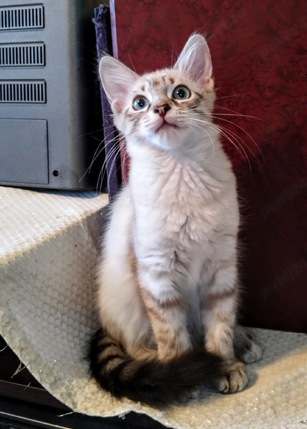 Ragdoll fetițe 