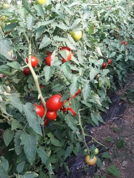 Angajez muncitori in Legumicultura in ROMÂNIEA l