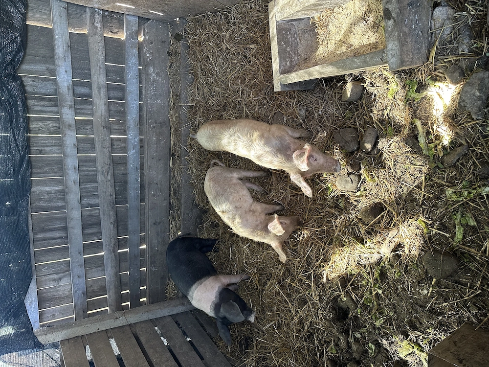 Disponibili 3 purcei spre vânzare 