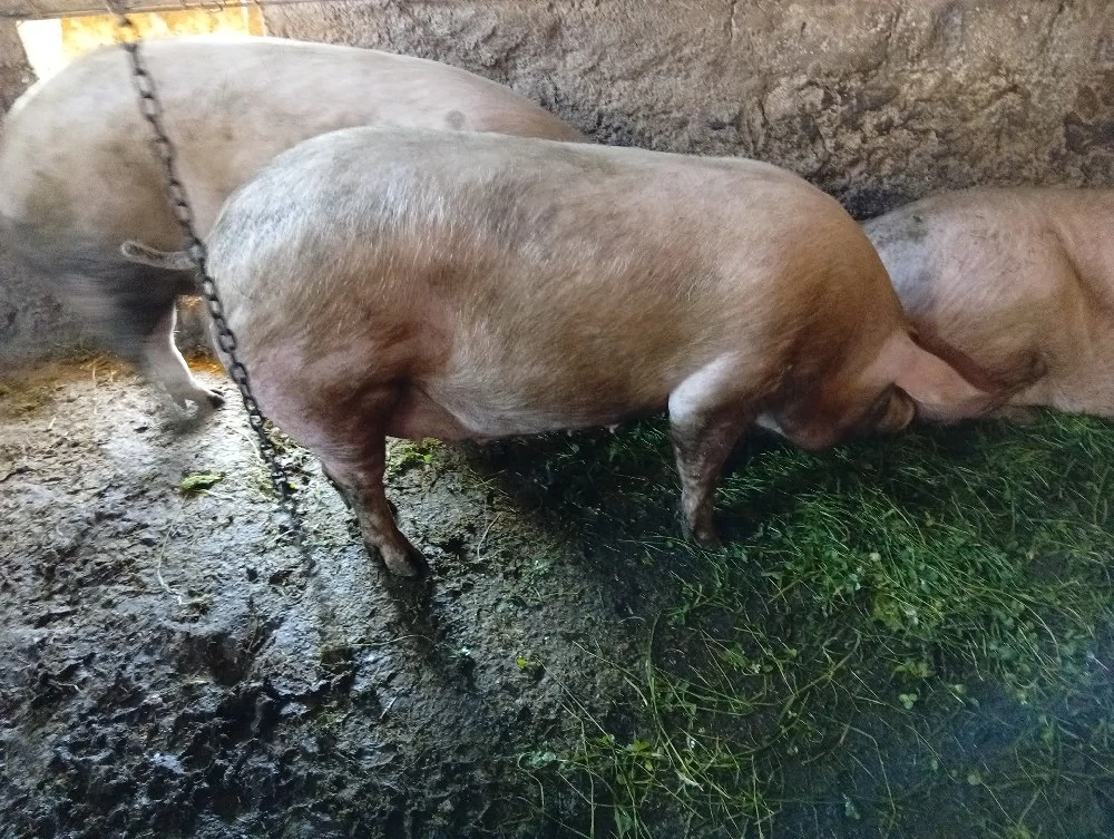 purcea gestantă 