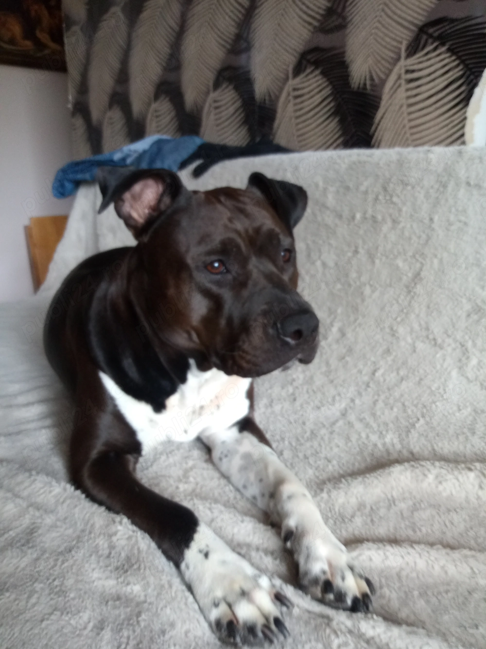 Donez canisă  rasa Amstaff in vârstă de 2 și jumătate    
