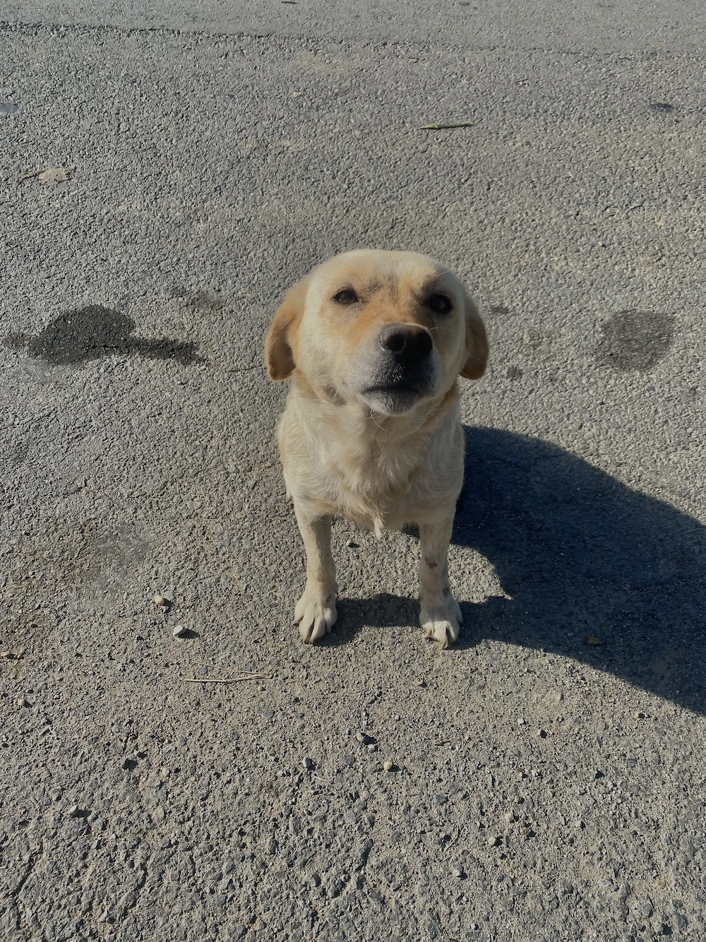  Cățelușă abandonată își caută stăpân iubitor
