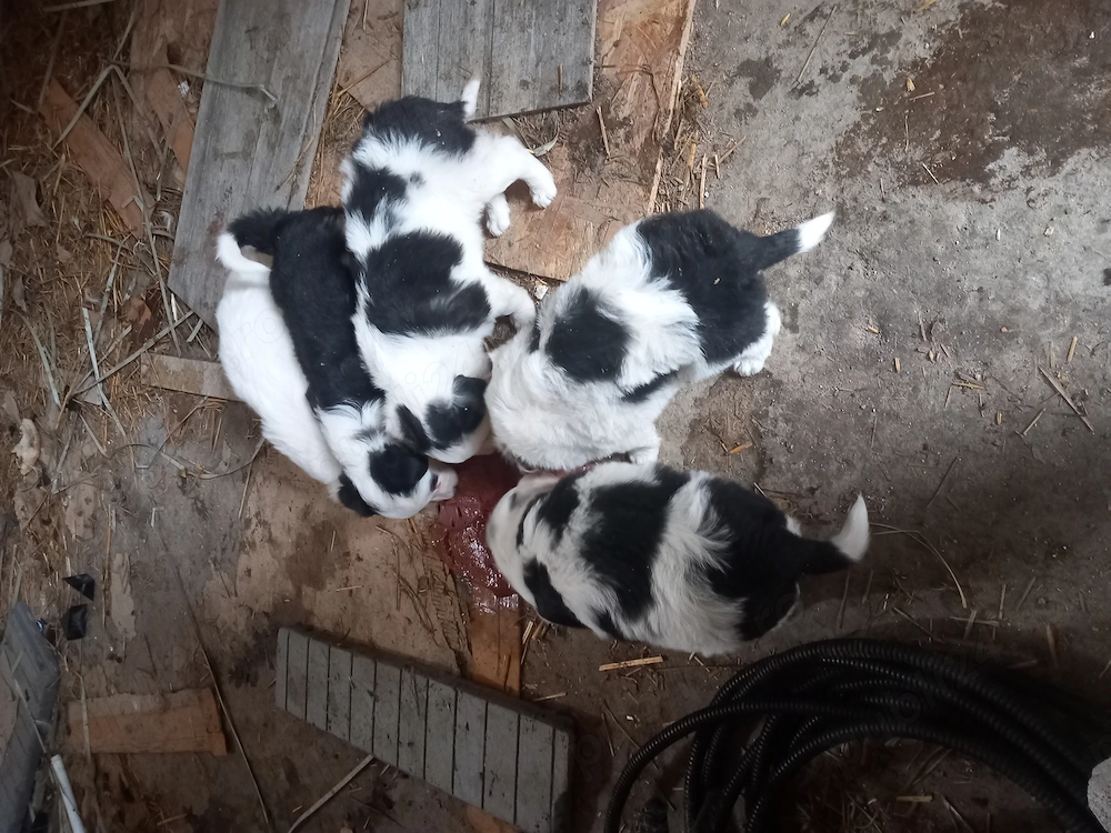 Borderr colie căței 