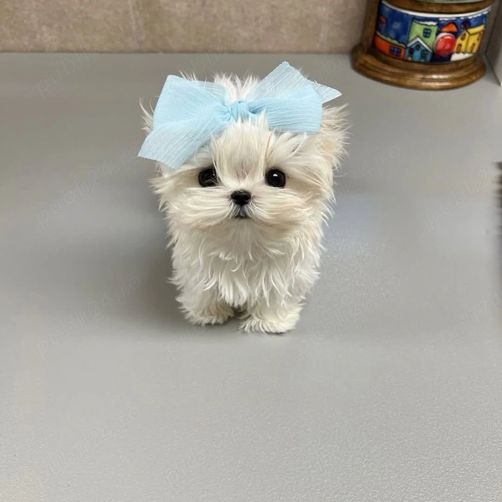 Bichon Maltez Mini Toy
