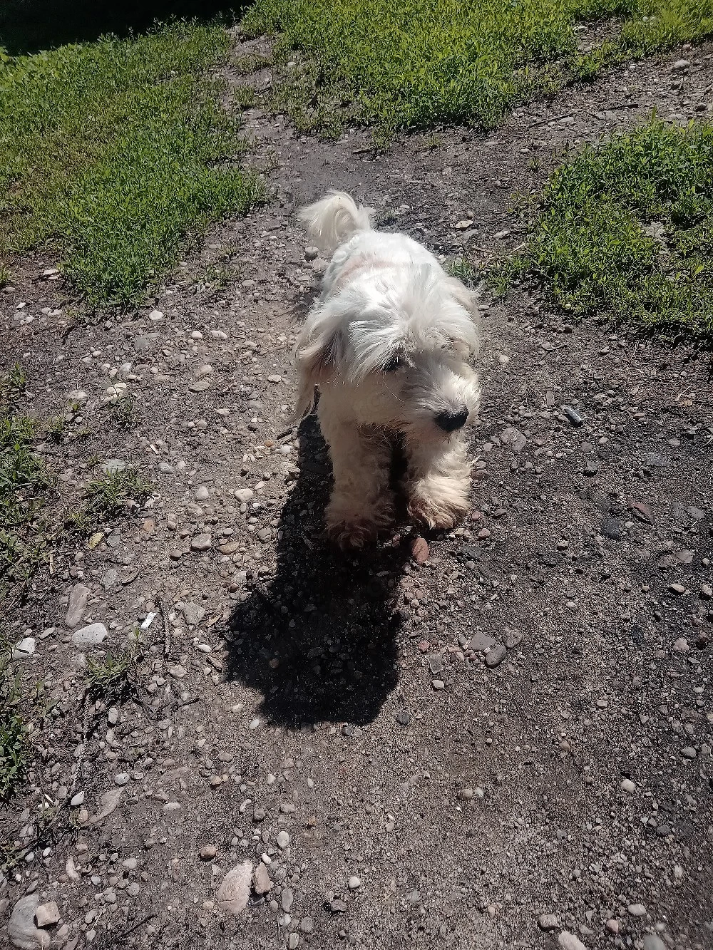 vand bichon Maltez