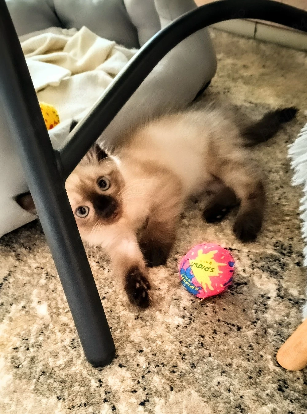 Pisoi Ragdoll 