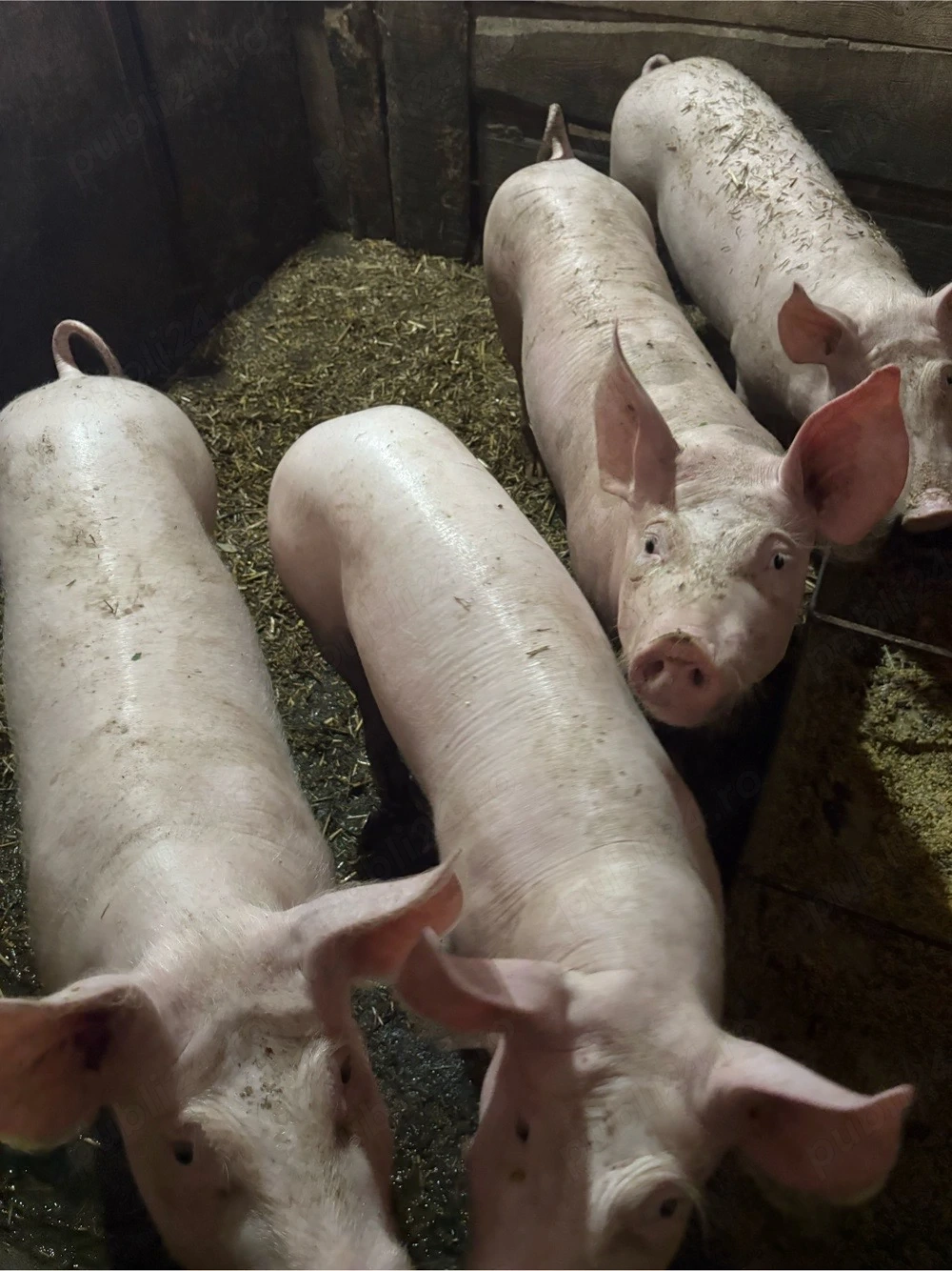 Vand porci 