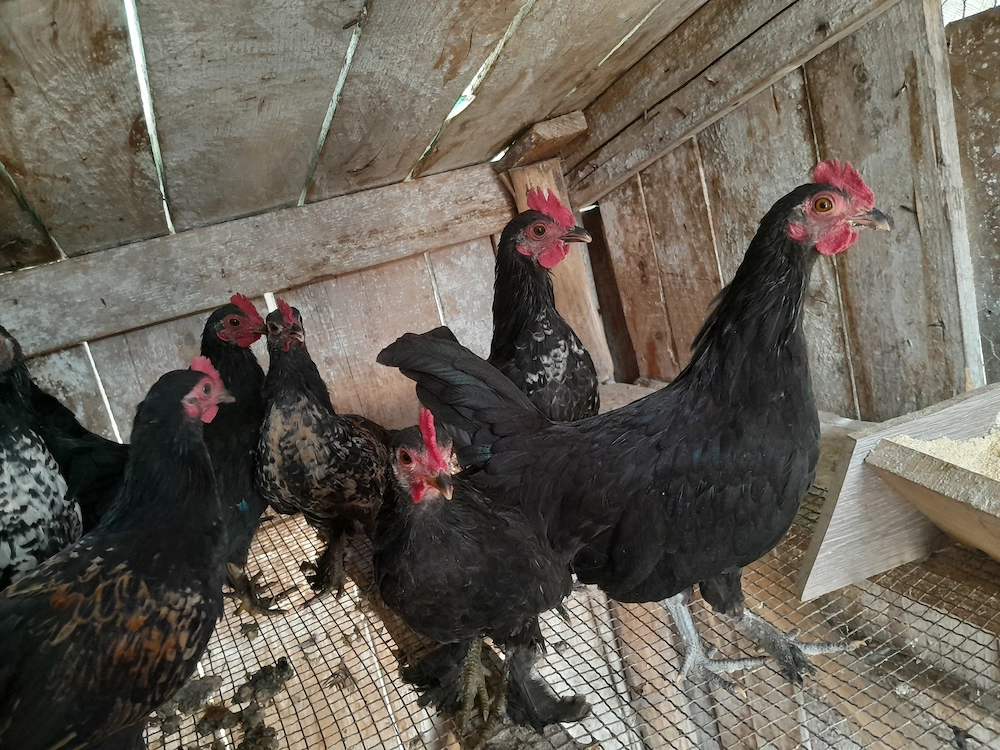 Cocoși  mii de flori 