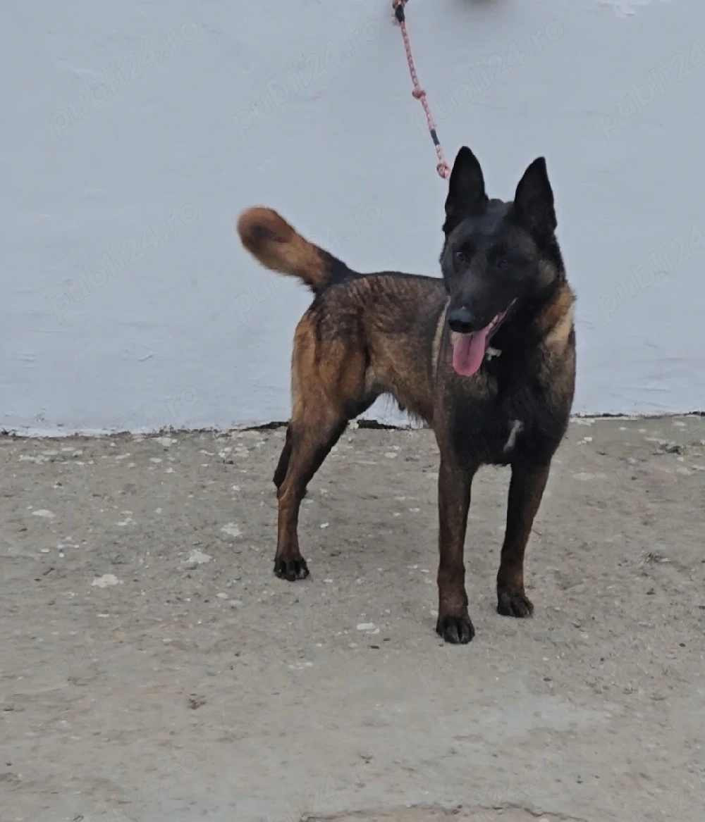 ciobanesc belgian malinois 