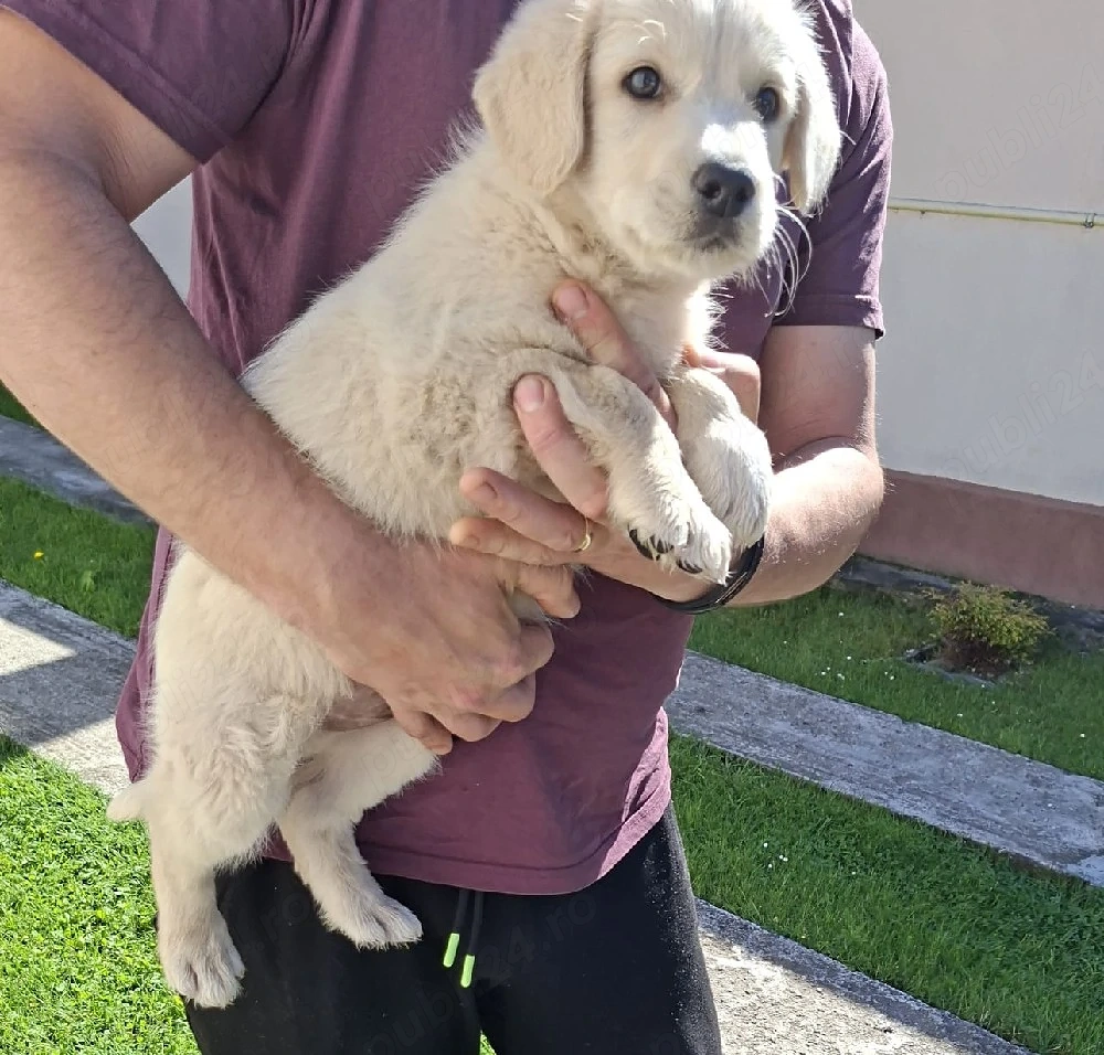Căutăm persoane iubitoare pentru un băiețel Golden Retriever în vârstă de nouă săptămâni 