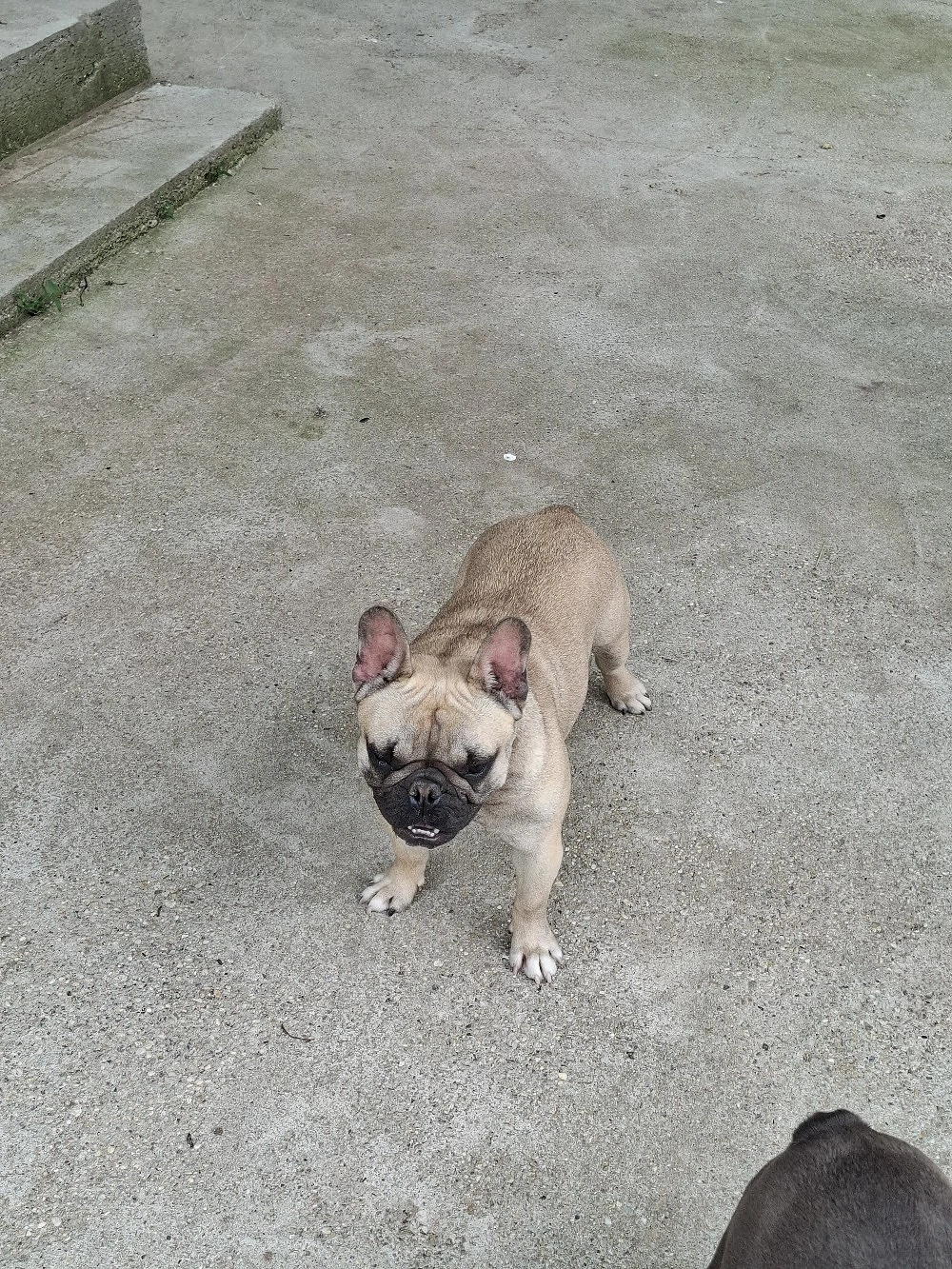 Fetita buldog francez 