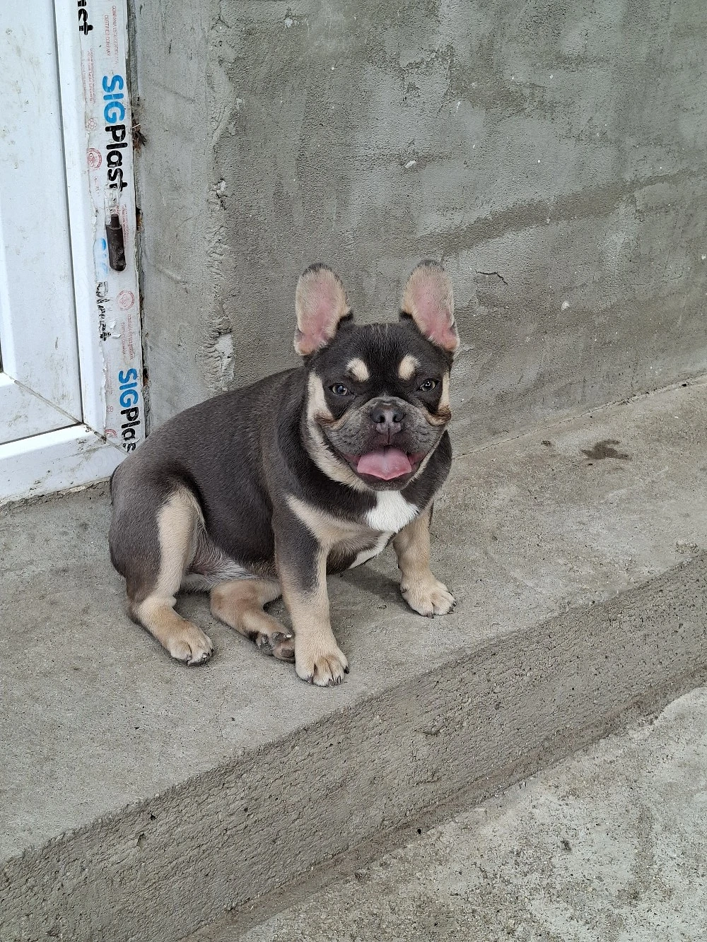 Fetiță buldog francez Blue Tan