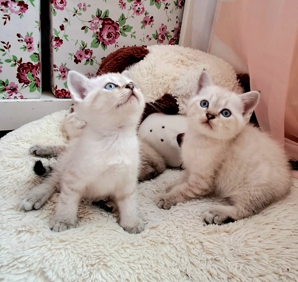 Ragdoll disponibil 